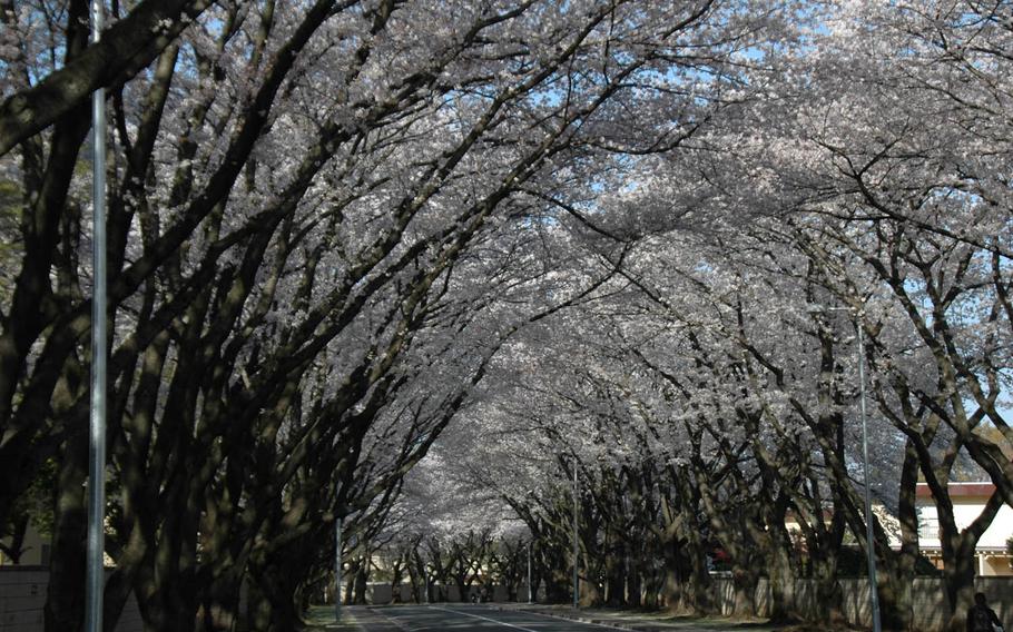Hundreds of trees are being removed from Yokota Air Base in western Tokyo; however, none of the base's beloved cherry trees, which produce white and pink blossoms, called "sakura," each spring, are on the chopping block, the Air Force said.