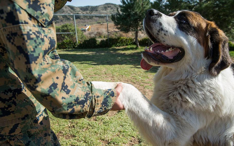 Dover is a one and a half year-old Saint Bernard. He was available for adoption at the Camp Pendleton Animal Shelter on Feb. 26, 2018.