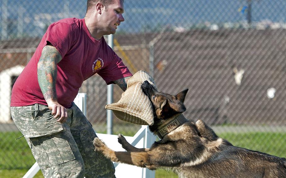 Nicholas Vollweiler, then an Air Force staff sergeant, works with a military working dog during controlled aggression training at Joint Base Pearl Harbor-Hickam, Hawaii, April 10, 2013. 
