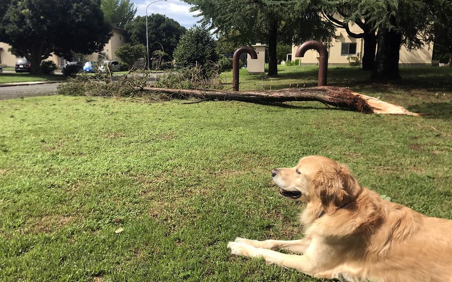 Duke the dog relaxes near a pine tree downed by Typhoon Faxai on the east side of Yokota Air Base, Japan, Monday, Sept. 9, 2019. 