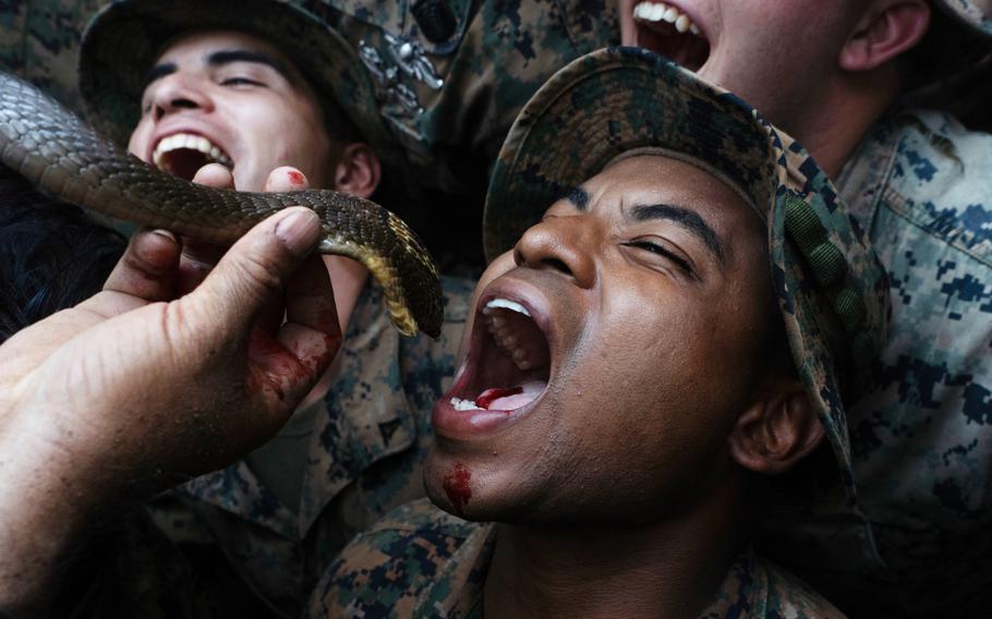 A Marine with Combat Logistics Battalion 31, 31st Marine Expeditionary Unit, drinks the blood of a king cobra as part of jungle survival training during exercise Cobra Gold 2020 at Ban Chan Khrem, Chanthaburi, Thailand, March 1, 2020.