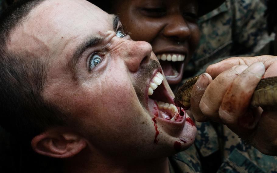A Marine with 1st Battalion, 5th Marine Regiment, drinks the blood of a king cobra as part of jungle survival training during exercise Cobra Gold 2020 at Ban Chan Khrem, Chanthaburi, Thailand, March 1, 2020.