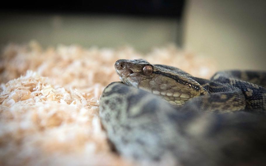 A venomous Habu snake watches onlookers from a terrarium inside the entomology and pest management office at Kadena Air Base, Japan, June 5, 2019. 