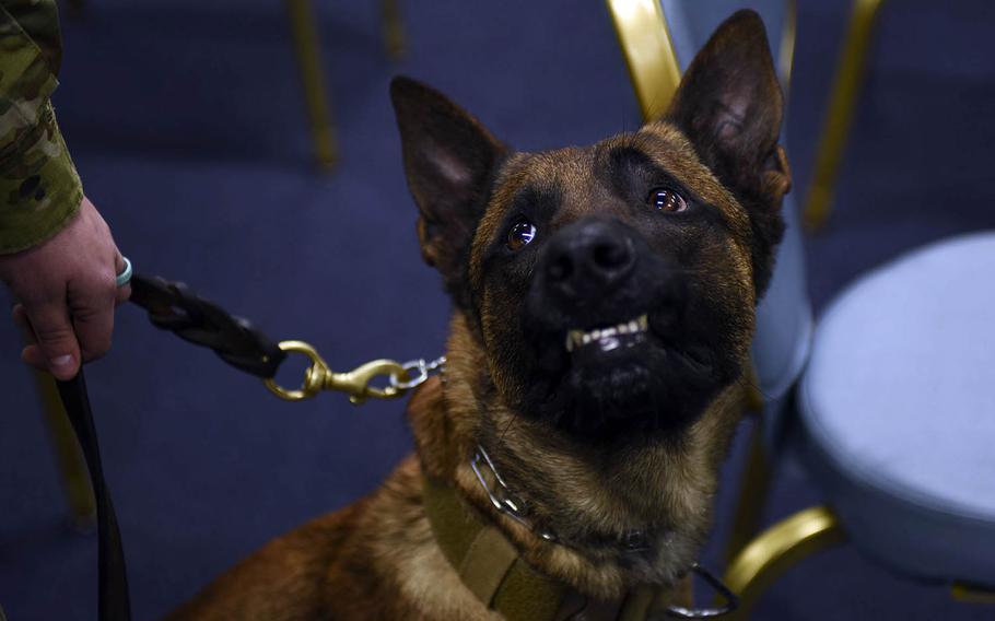 Rroswell, a military working dog, attends an Air Force Achievement Medal ceremony at Yokota Air Base, Japan, Thursday, Jan. 28, 2021. 