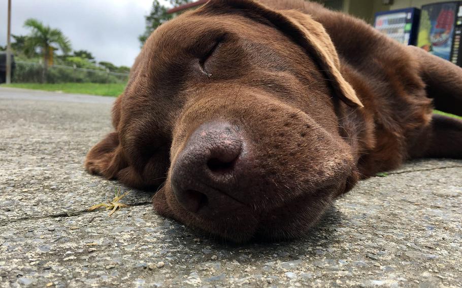 Lance Cpl. Bear takes a nap at Camp Gonsalves, Okinawa, in the summer of 2017. The mascot for the Marine Corps' Jungle Warfare Training Center died from liver cancer on Sept. 3, 2020.