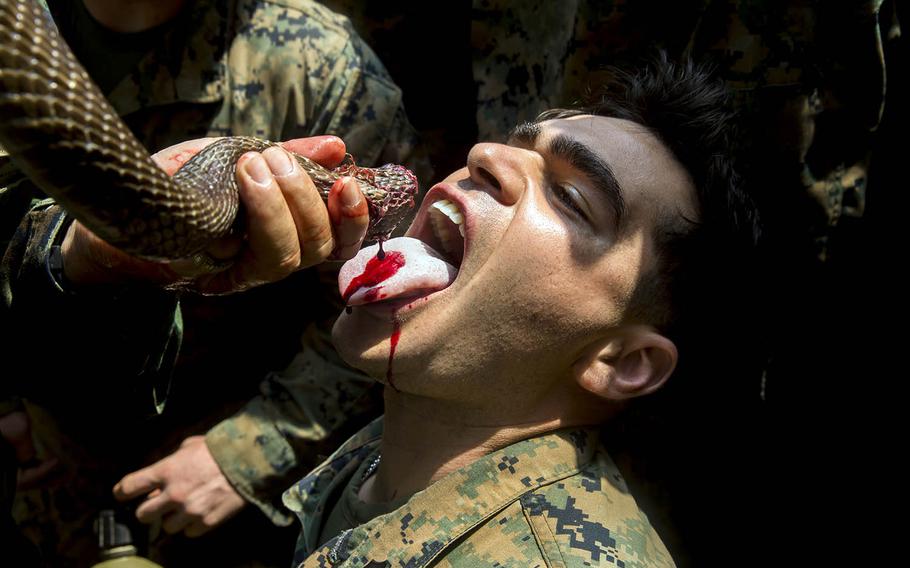 A Marine drinks cobra blood during Cobra Gold jungle survival training at Camp Ban Chen Khrem, Thailand, Feb. 17, 2018.