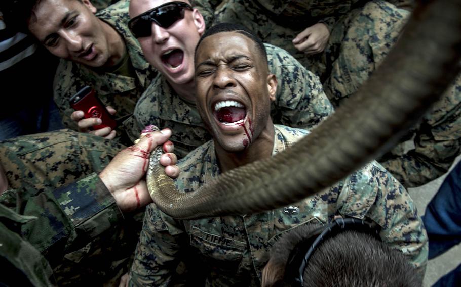 A Marine drinks cobra blood during Cobra Gold jungle survival training in Sattahip, Chonburi province, Thailand, Feb. 19, 2018.