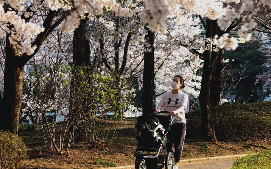 A mother in a protective mask walks her child past cherry blossoms at a park in Pyeongtaek, South Korea, on Wednesday, March 31, 2021.
