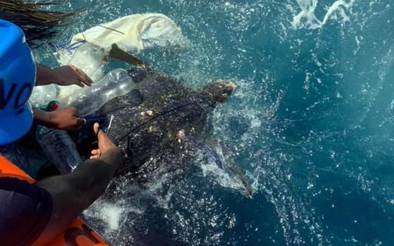 Crew members of the Coast Guard cutter Frederick Hatch rescue a sea turtle entangled in trash following a port call earlier this month on Huatulco, Mexico. 