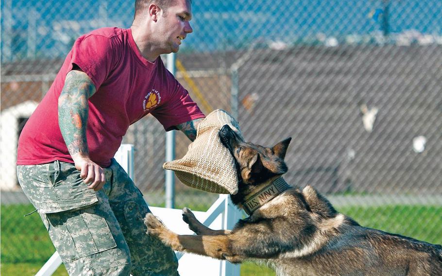 Nicholas Vollweiler, then an Air Force staff sergeant, works with a military working dog during controlled aggression training at Joint Base Pearl Harbor-Hickam, Hawaii, April 10, 2013.
