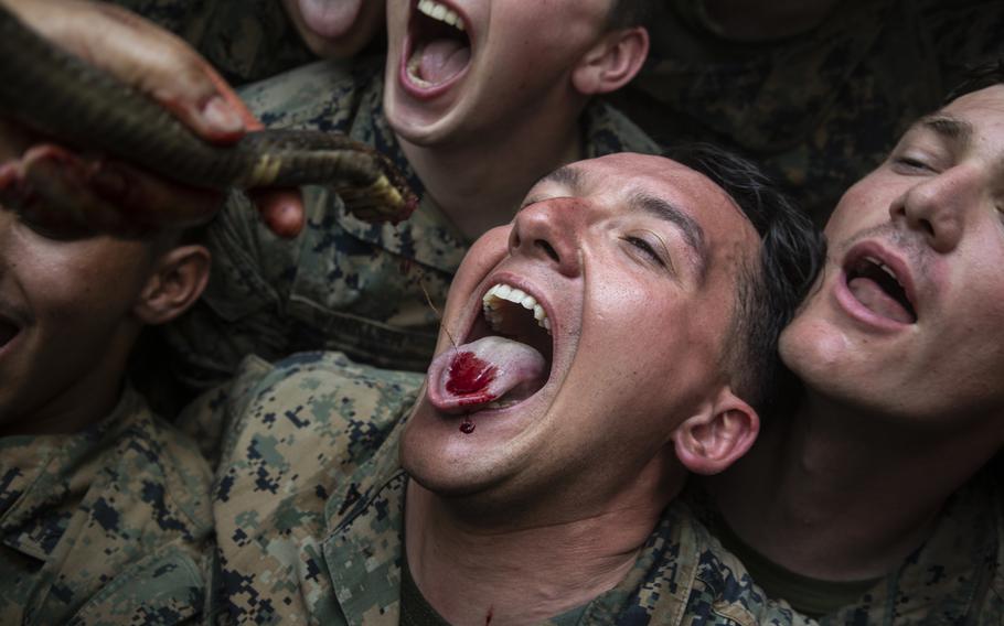 U.S. Marines with Alpha Company, Battalion Landing Team, 1st Battalion, 5th Marine Regiment, drink the blood of a king cobra as part of jungle survival training during exercise Cobra Gold 2020 at Ban Chan Khrem, Chanthaburi, Thailand, March 2, 2020. 