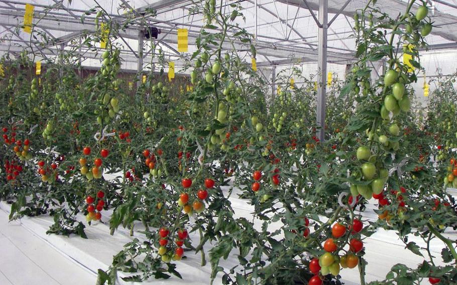 Tomatoes grow in Dubai in 2009 using the hydrogel-based system developed by Japan's Yuichi Mori. On Thursday, Mori presented the system to Yokosuka Middle School teachers and students. School officials hope to use the technology to teach students about nutrition and agriculture.