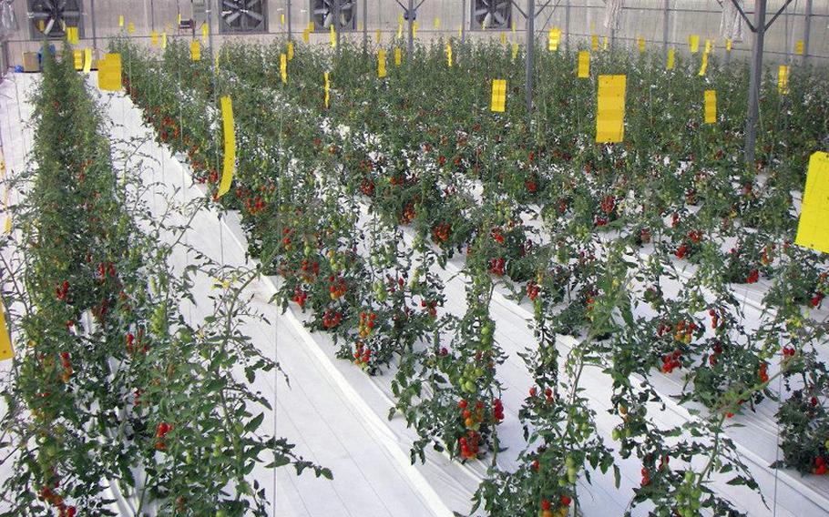 Tomatoes grow in Dubai in 2009 using the hydrogel-based system developed by Japan's Yuichi Mori. On Thursday, Mori presented the system to Yokosuka Middle School teachers and students. School officials hope to use the technology to teach students about nutrition and agriculture.