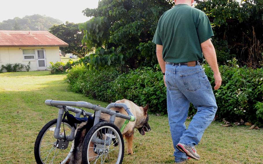 Sgt. Jeffrey Souder, noncommissioned officer in charge of the Okinawa Veterinary Treatment Facility, walks beside Irano, who gets around with the aid of a wheelchair that Souder recently built for him.