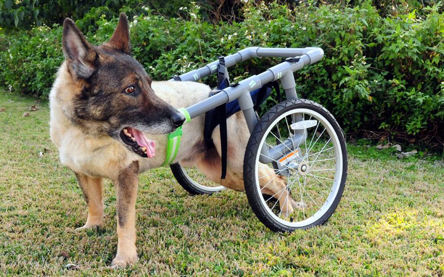 Irano is an 11-year-old former military working dog who was released from his duties as a patrol and explosives dog after he was diagnosed with Degenerative Lumbo Sacral Stenosis by veterinary staff at the Okinawa Veterinary Treatment Facility. 