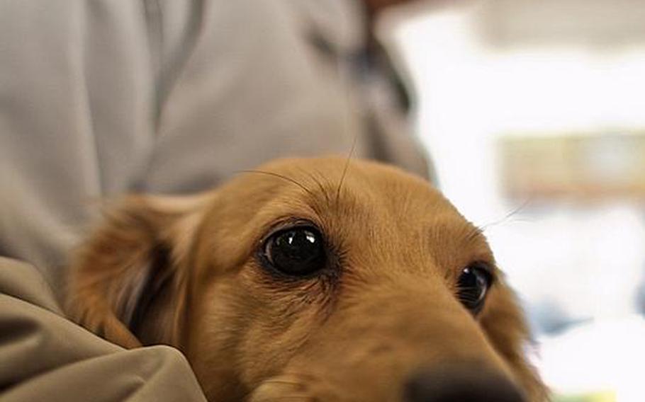 Koichi Matsumoto's dog, Jonko, sits on his lap at the Kadonowaki Middle School in Ishinomaki, Japan, on Monday. Matsumoto, along with his wife and Janko, escaped the March 11 tsunami that destroyed their home.