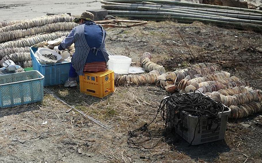 A woman salvages oyster-farming equipment from a huge pile of shells at a harbor in Matsushima, Japan.