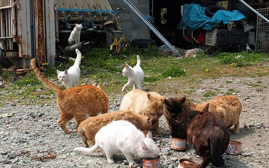 Thousands of dogs and cats were left to fend for themselves after their owners were forced to evacuate from the area around the damaged Fukushima Dai-ichi nuclear plant. Most disaster shelters ban pets. 
