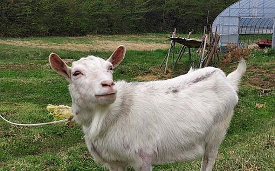 Besides dogs and cats, many other animals, such as this goat, were left behind after human residents were ordered to evacuate from the communities within 12 miles of the nuclear plant in Fukushima. The goat was rescued by a volunteer from Dogs and Cats Orphan Support. 
-30-