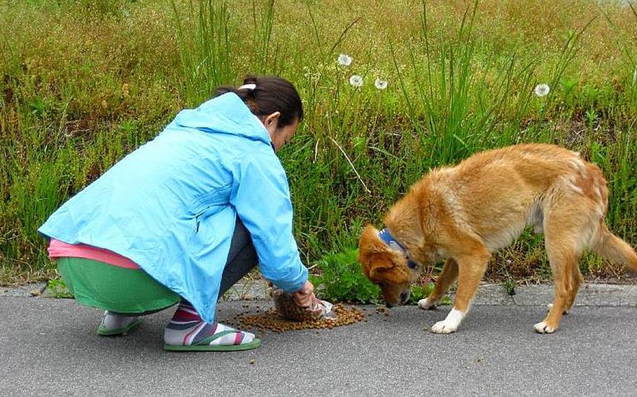 When residents evacuated from their homes after the March 11 disaster, many left their pets behind because most disaster shelters ban pets. Various volunteer groups are now working to save the abandoned animals. 