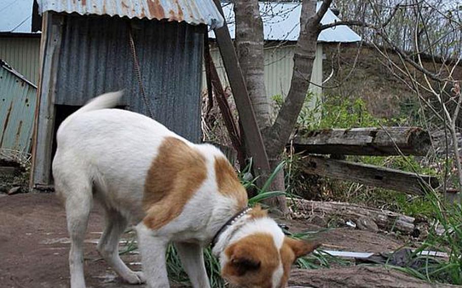 This dog survived the disaster, but many died from starvation after their owners were forced to evacuate.
