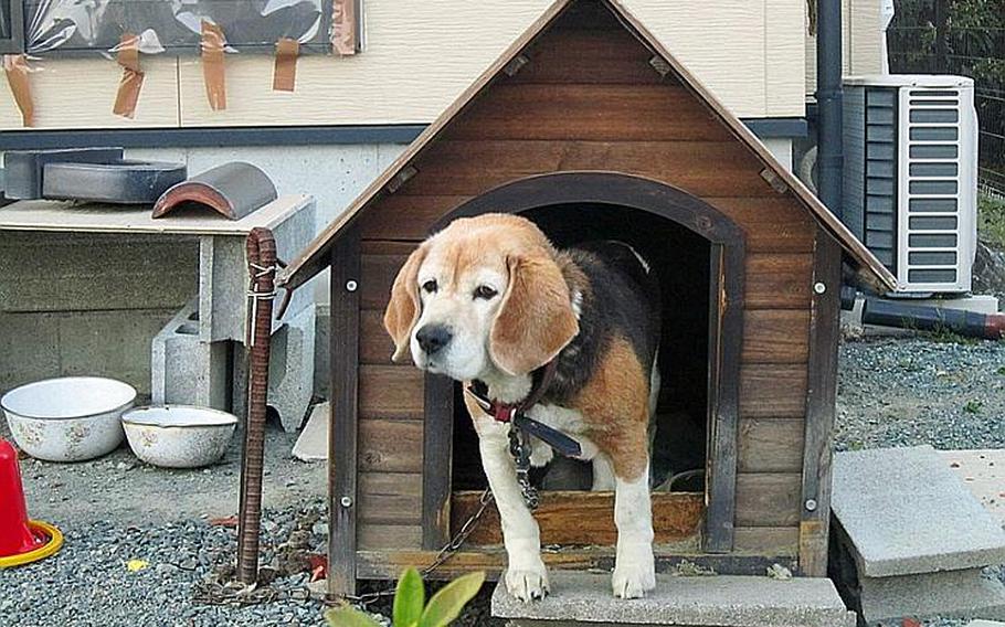 After the March 11 disaster, many dogs, like this one, remained tied to their kennels, waiting for food and reunions with their owners. Various volunteer groups from Japan and abroad worked around the clock in disaster-affected areas to save the pets. 