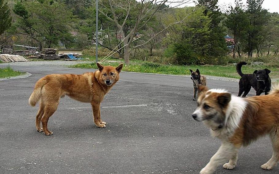 More than two months after the March 11 disaster, about 3,000 dogs and cats are estimated to have been left behind within the restricted zone of the battered nuclear plant in Fukushima. Feeding them and finding new homes for the displaced animals are urgent.
-30-