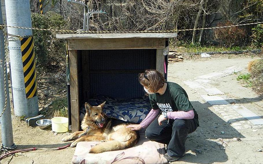 This 11-year-old German shepherd, who suffers from arthritis, survived the tsunami while tied to her kennel in Miyagi. Everything around her except the kennel, including her owner's home, was destroyed.
