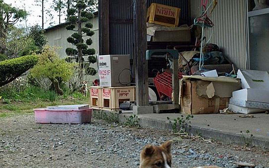 After their human families evacuated from homes in the no-go zone in Fukushima, countless pets, like this dog, were left behind. 