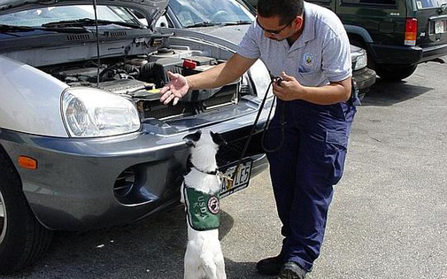 A USDA employee and his search dog inspect vehicles at Guam's airport for the brown tree snake, an invasive pest that has devastated the territory's environment and  caused a plague of island electricity blackouts.