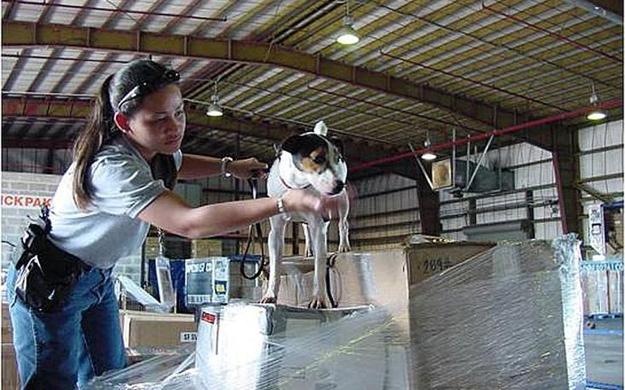 A U.S. Department of Agriculture agent uses a trained dog during a recent search for invasive species such as the brown tree snake among cargo at the Guam international airport.