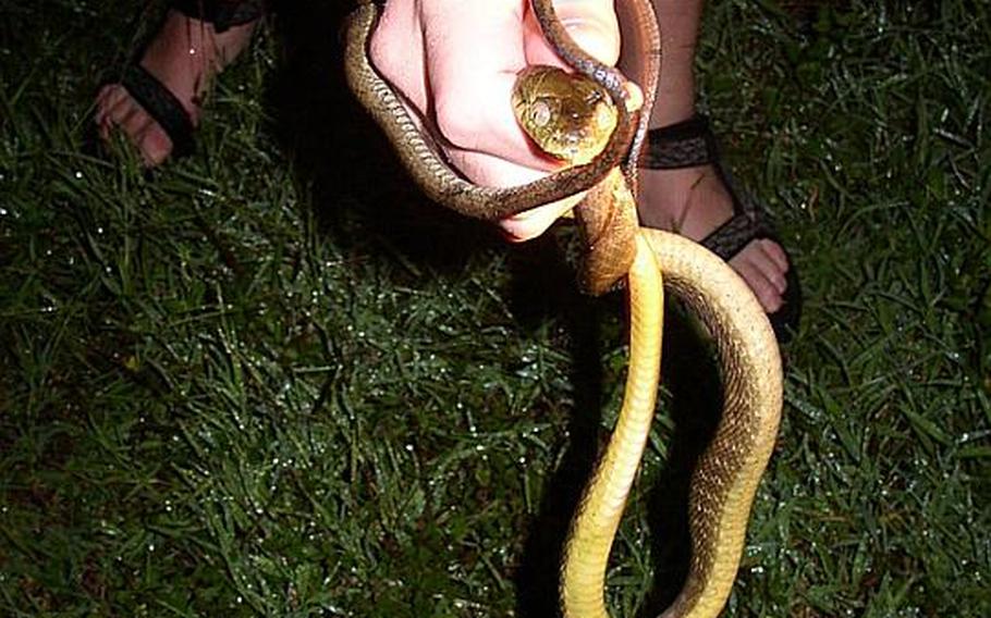 This brown tree snake was recently caught by researchers on Guam.