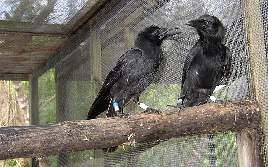 The Marianas crow is now an endangered species due to the brown tree snake on Guam. The bird is bred in captivity in cages lines with small wire mesh to keep out the tenacious snake.