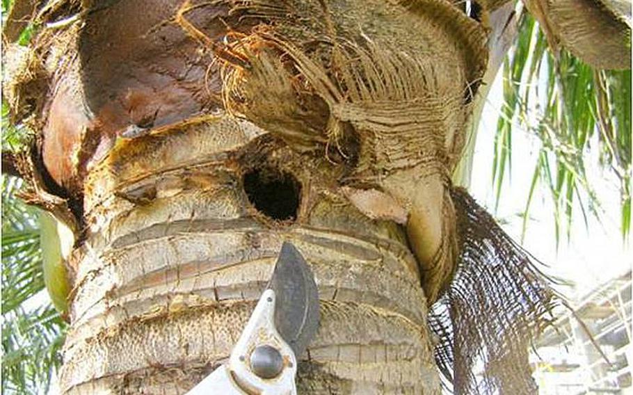 The coconut rhinosaurus beetle showed up on Guam as an invasive species several years ago and has been killing the island&#39;s palm trees -- a mainstay of the tourism industry -- by boring these holes into the trunks.