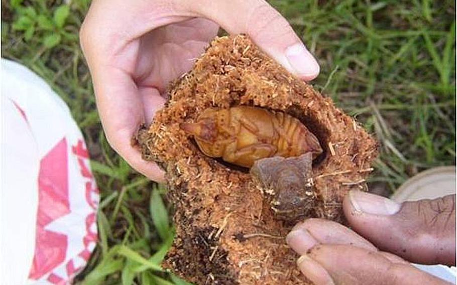 The coconut rhinosaurus beetle showed up on Guam as an invasive species several years ago and has been killing the island&#39;s palm trees -- a mainstay of the tourism industry -- by boring holes into the trunks.