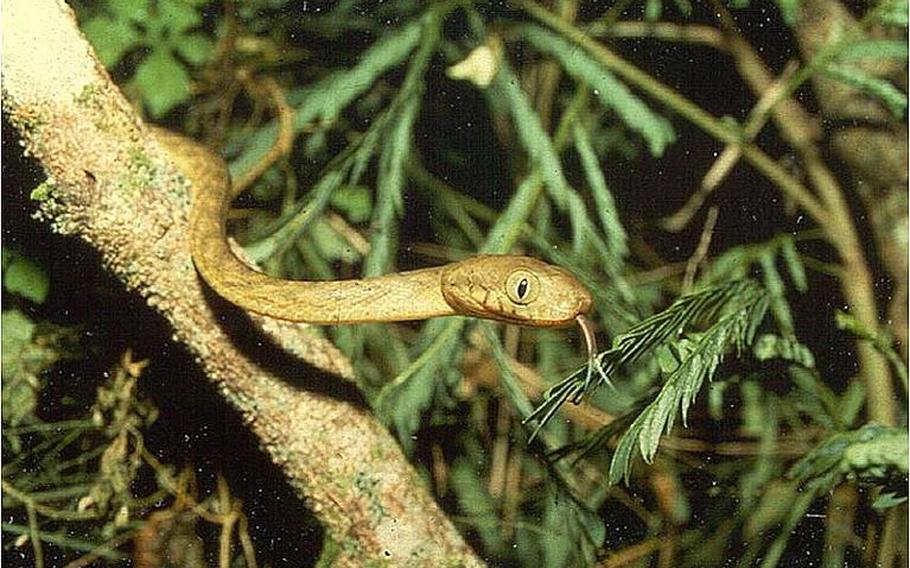 The brown tree snake invaded Guam after World War II and has caused widespread environmental devastation and human aggravation since. Hawaii and other areas of the Pacific are worried a military buildup on the island could unleash the menace on the region.