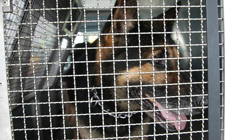 Asta waits patiently in the back of a security van to get to work. The 4-year-old German shepherd is one of nine military working dogs at Sasebo Naval Base.