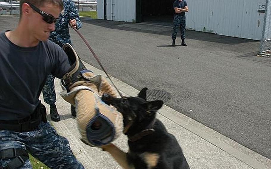 Williams tenses up as he struggles with the powerful military working dog.