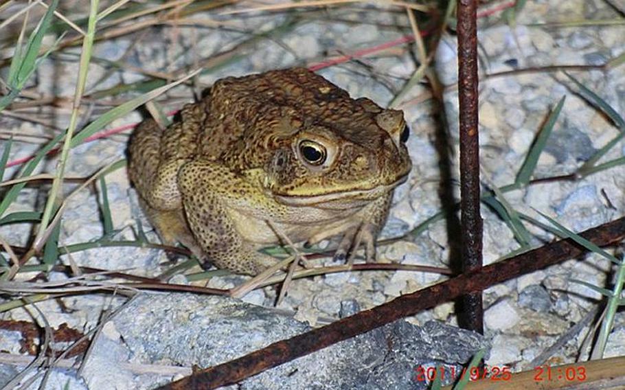 The cane toad is typically larger than other species of toad and secretes a toxin from its back.