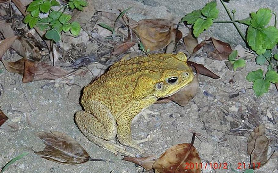 The cane toad is typically larger than other species of toad and secretes a toxin from its back.