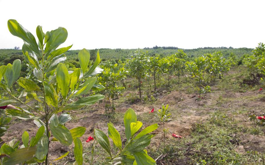 This field near the town of Dong Ha had been cultivated by local farmers for rubber trees, but Project Renew discovered that the area was riddled with unexploded cluster bombs beneath the surface. Each red flag represents what is believed to be a bomb and each must be painstakingly unearthed by hand by technicians. If they are cluster bombs, they will be destroyed with a controlled demolition because they are too unstable to transport.