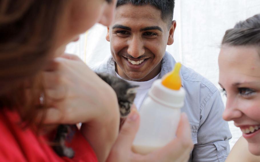Marine Cpl. Pabla Kamal, a landing support team specialist with Combat Logistics Regiment 7, jockeys for the best position to hold a 2-week-old kitten during an adoption event on Kadena Air Base, Okinawa, Sept. 7, 2013.
