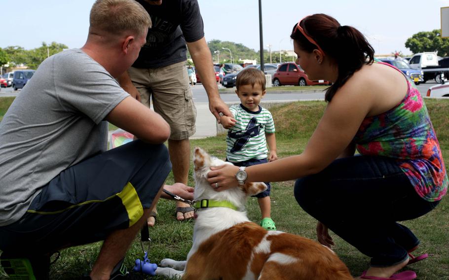 Volunteers introduce a dog to potential adopters during an adoption event on Kadena Air Base, Okinawa, Sept. 7, 2013.