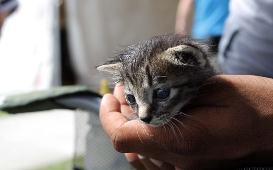 Damon, a 2-week-old kitten, is the star of the show at an adoption event on Kadena Air Base, Okinawa, Sept. 7, 2013.