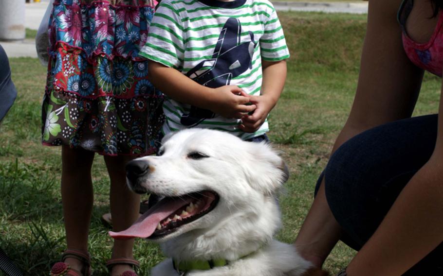 Volunteers introduce a dog to potential adopters during an adoption event on Kadena Air Base, Okinawa, Sept. 7, 2013.