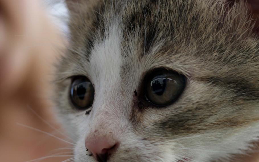 Kitten Marie takes in an unfamiliar crowd during an adoption event on Kadena Air Base, Okinawa, Sept. 7., 2013.