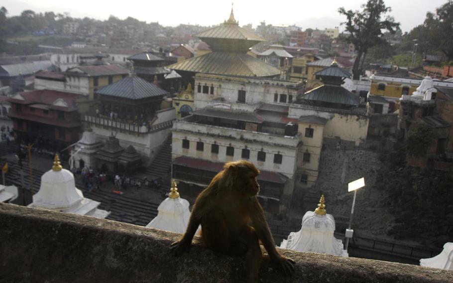 A monkey watches as Nepalese conduct funerals beside the Bagmati River below.
