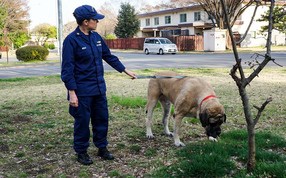 Coast Guard Lt. Cmdr. Jennifer McKay takes George Jefferson, a 221-pound English mastiff, for a walk on Yokota Air Base, Japan.