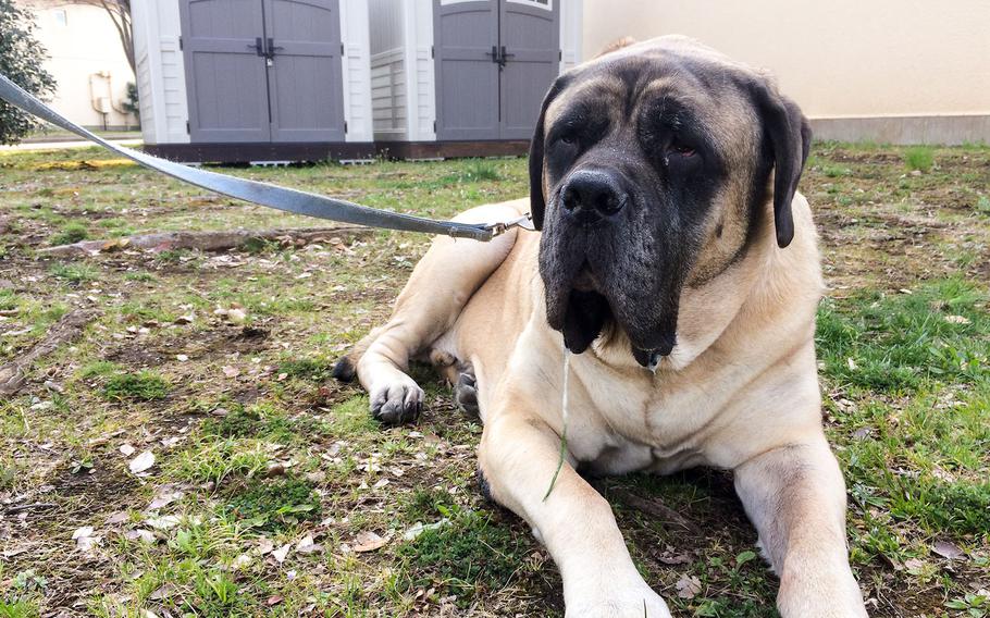 The owner of a 221-pound English mastiff is hoping to avoid a hefty price tag for shipping her dog back to the United States from Japan.
