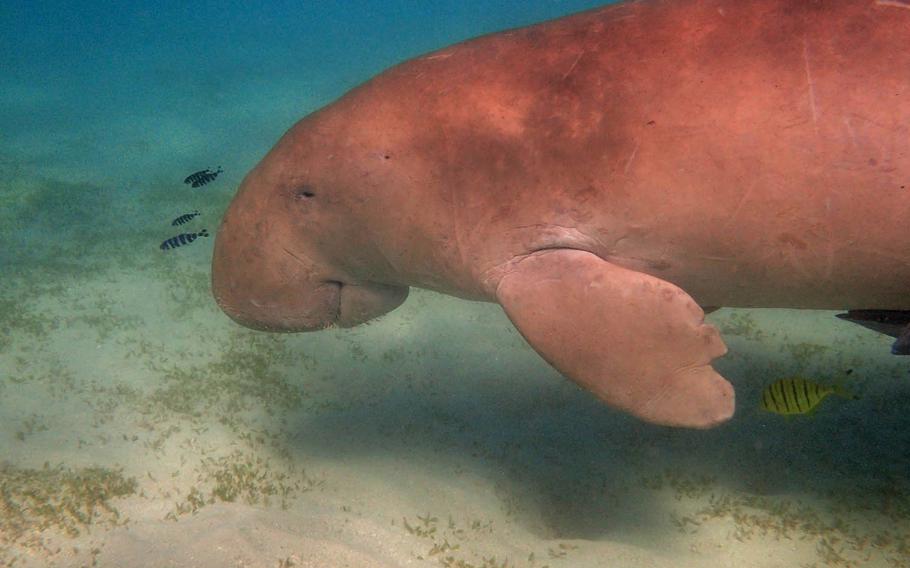 The dugong is a medium-sized marine mammal that can be distinguished from manatees by its forked tail.